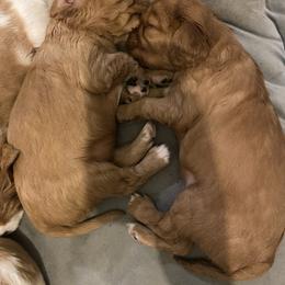 Cavalier King Charles Spaniel Puppies from Heart of a Cavalier