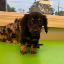 Martini - Black and cream female Dachshund puppy in Mayfield, Kentucky from H&C’s Dachshunds and Retrievers