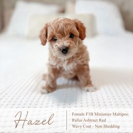 Hazel - Red female Maltipoo puppy in Vancouver, Washington from Pnwfamilydoodles