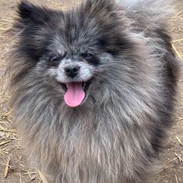 Kimber - Pomeranian
