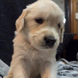 Boy 3 - Golden male Golden Retriever puppy in Milton, Florida from Katherine's Golden Retrievers and Gordon Setters.