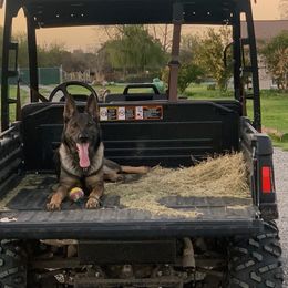 Chula - German Shepherd