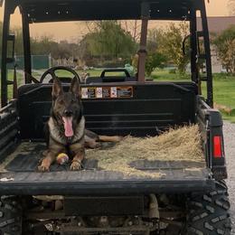 Chula - German Shepherd
