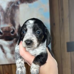 Snoopy - Black and cream male Dachshund puppy in Goldthwaite, Texas from Mini Mama Dachshunds