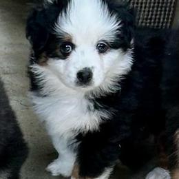 Kayak - Black tri male Toy Australian Shepherd puppy in Bristow, Iowa from Pine Ridge Toy and Mini Aussies