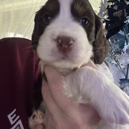 Red collar - Liver white and tan male English Springer Spaniel puppy in Elma, Washington from McCartney Springer’s