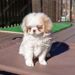 Puppy 3 - Red and white male Japanese Chin puppy in Rapid City, South Dakota from Sakura Japanese Chin