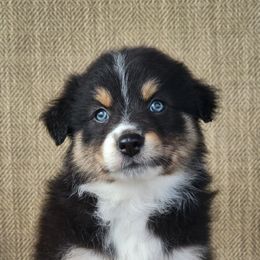 Ruby Australian Shepherd - female Australian Shepherd puppy in Limestone, Tennessee from Pilot Hill Teddy Bear Puppies