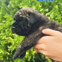 Elsa - Red fawn brindle female Bullmastiff puppy in San Antonio, Texas from Blushing Dawn Bullmastiffs