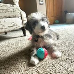 Aussiedoodle, Australian Shepherd, Poodle, Shihpoo, and Shih Tzu Puppies from Rockiń N Kennel