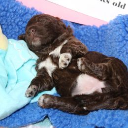 Lagotto Romagnolo Puppies from Royal and Loyal Lagotto Romagnolo