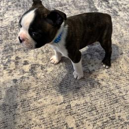 L. Brindle Boy - Black brindle and white male Boston Terrier puppy in Mc Donough, Georgia from Ballard Boston Terriers