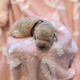 You are my sunshine - Cream female Goldendoodle puppy in Houston, Texas from Were The Mack'Doodles