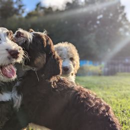 Bernedoodle Puppies from Central Valley K9