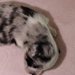 Miniature Australian Shepherd Puppies from Garay Mini Aussies