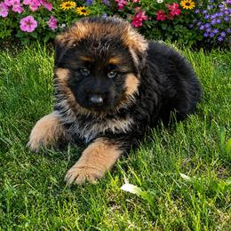 Cash yellow collar - Black and red male German Shepherd puppy in Lake Ann, Michigan from Furman German Shepherds