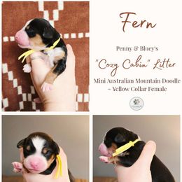 Fern - female Australian Mountain Doodle puppy in Grand Rapids, Michigan from The Kindred K9