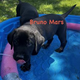 Labrador Retriever Puppies from Whispering Valley Labs