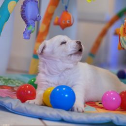 Athena - White female Siberian Husky puppy in Miami, Florida from Blue Moon Huskies