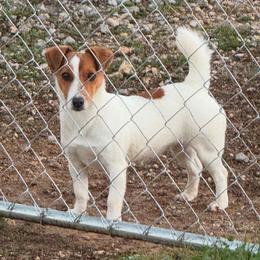 Nelly - Jack Russell Terrier