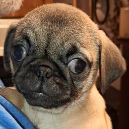 Boy 6 - Fawn male Pug puppy in Gadsden, Alabama from Gadsden Pugs