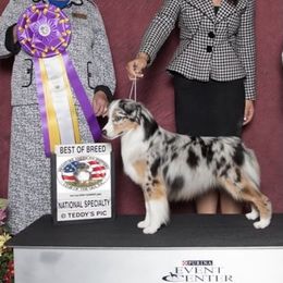 Miniature American Shepherd Puppies from Abington Miniature American Shepherds