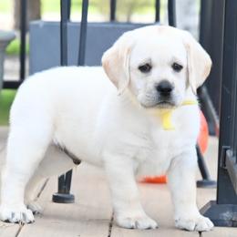 Mr. Gold Stormi-Bosley - Yellow male Labrador Retriever puppy in Pasco, Washington from ROCK CREEK LABRADORS Pasco, WA