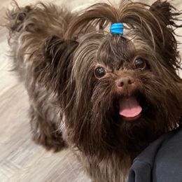 Moose - Yorkshire Terrier