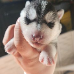 Siberian Husky Puppies from Spirit of the Moon Siberians