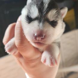 Siberian Husky Puppies from Spirit of the Moon Siberians