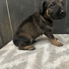Onyx - Tan brindle male Peruvian Inca Orchid puppy in Atlanta, Georgia from La Siren