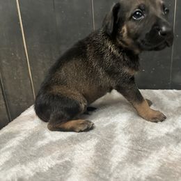 Onyx - Tan brindle male Peruvian Inca Orchid puppy in Atlanta, Georgia from La Siren