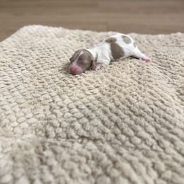 Piebald - Chocolate and cream female Dachshund puppy in Crestview, Florida from Neverending Dachies