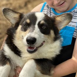 Joker - Pembroke Welsh Corgi