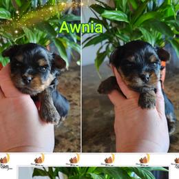 Awnia - Black and tan female Yorkshire Terrier puppy in Moses Lake, Washington from Harmony Hills Yorkies