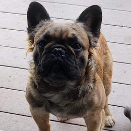 Canelo - French Bulldog
