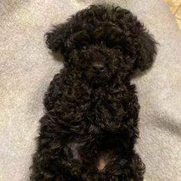 Noelle - Black female Poodle puppy in El Sobrante, California from Mckendra's Legacy