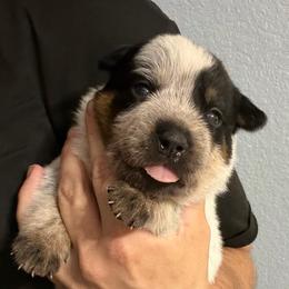 -Girl 1 - Blue female Australian Cattle Dog puppy in Kaufman, Texas from Emberwick Ranch
