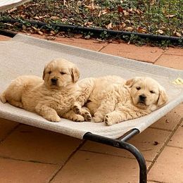 Golden Retrievers from Ivywest Goldens