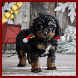 Acorn - Black and tan male Cockapoo puppy in Connersville, Indiana from Deaz Doodle Ranch