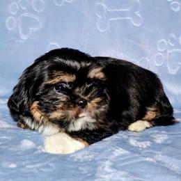 Ashlynn - Black and tan female Lhasa Apso puppy in Hillsboro, Oregon from Luv-N-Laughter Lhasa Apsos
