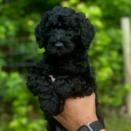 Dark pink - Black female Goldendoodle puppy in Ranger, Georgia from Muscadine Meadows Poodles and Doodles