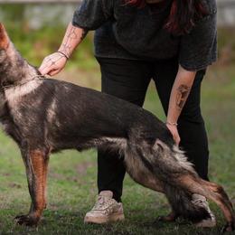 Bella - German Shepherd