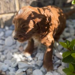 Charlie - Apricot female Goldendoodle puppy in Nashville, Tennessee from Tumbling Creek GoldenDoodles