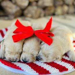Cocker Spaniel and Golden Retriever Puppies from California Cocker Spaniel