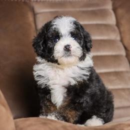 Truffle - Tri-color female Bernedoodle puppy in Youngstown, Florida from Wonderland’s Boujie Kennels