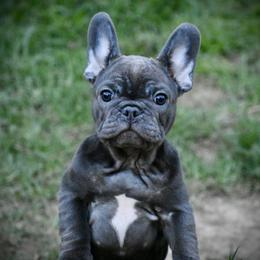 Boston Terrier and French Bulldog Puppies from Blaze Of Glory Bostons & Frenchies