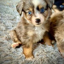 Blue female 1 - Blue merle female Toy Australian Shepherd puppy in Lemon Cove, California from Magic Ranch Mini Aussies