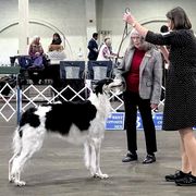 Morgan - Borzoi