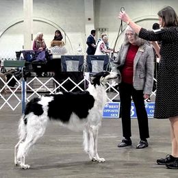 Morgan - Borzoi